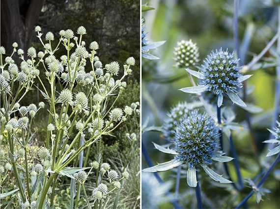 Echinops y eryngiums: los más bellos parientes de los cardos